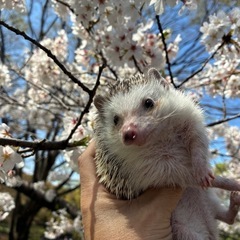 ハリネズミ友達募集します✨