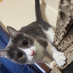 オス猫