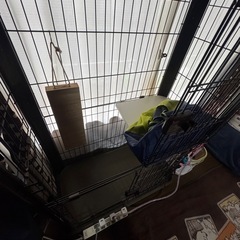 猫のゲージの画像
