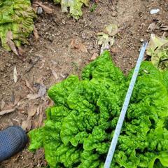 ②焼肉用レタス(サンチェ、チシャ)一玉の画像