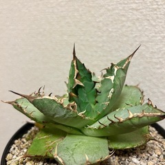 アガベ　チタノタ　白鯨の画像