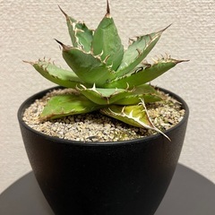 アガベ　チタノタ　白鯨の画像