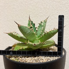 アガベ　チタノタ　白鯨
