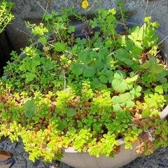 （代理出品）多肉植物