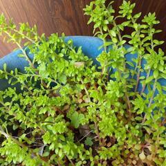（代理出品）多肉植物の画像