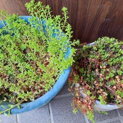 （代理出品）多肉植物の画像