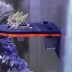 海水魚　水槽　サンゴ　スターポリプの画像