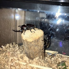 カブトムシ✳︎オス♂メス♀