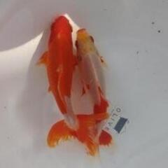 金魚