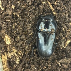 【超レア⭐️天然採集個体】オオクワガタペアの画像