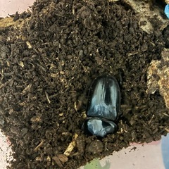 【超レア⭐️天然採集個体】オオクワガタペアの画像