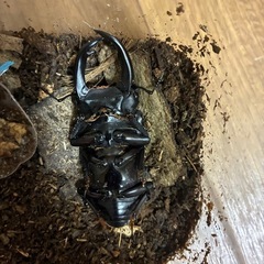 【超レア⭐️天然採集個体】オオクワガタペアの画像