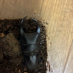 【超レア⭐️天然採集個体】オオクワガタペア