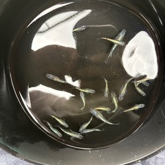 メダカ　ネプチューン　1ペア