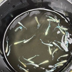 メダカ　エメキン　1ペア