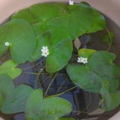 ガガブタひと株🍀④水草水上葉睡蓮