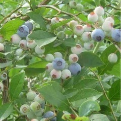 ブルーベリーの苗木　果樹苗