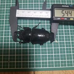 オオクワガタ能勢産YG血統♂85♀54 ♂訳ありの画像