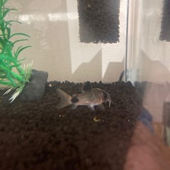急募！観賞用淡水魚