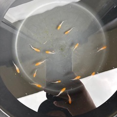 メダカ　ハイビスカス　1ペア