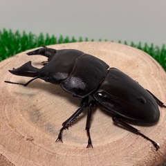【成虫ペア】アルキデスヒラタクワガタ　短歯　オス♂75mmオーバ...