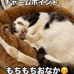 まんまるお顔の可愛い男子 - 猫