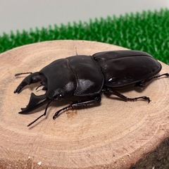 【成虫ペア】アルキデスヒラタクワガタ　短歯　オス♂72mm B品...