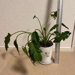 クッカバラ　鉢ごと