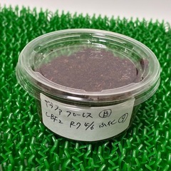 【幼虫】ギラファノコギリクワガタ亜種ケイスケ　親♂98mm♀49mm 初令〜2令　1匹400円の画像