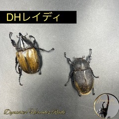 【即ブリ‼︎】DHレイディ♂64mm♀52mm ※送料事前連絡に...