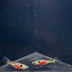 エンドラーズ　ラグナデパトス　2ペア