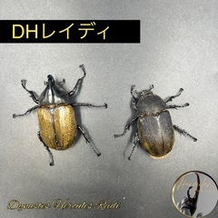 【即ブリ‼︎】DHレイディ♂69mm♀58mm  ※送料事前連絡...