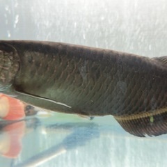 ノーザンバラムンディ 30cmくらい