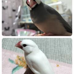 白文鳥と桜文鳥