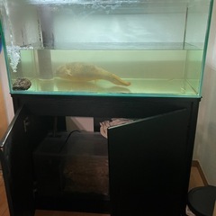 【6月お引き渡し】OF900x450x450水槽セット