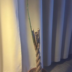 パキラ　観葉植物
