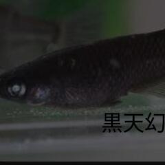 人気の！黒天幻龍🖤メダカ