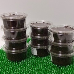 《大特価！》初令〜2令幼虫10匹セット【幼虫】パラワンオオヒラタ...