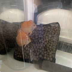 7匹 ディスカス