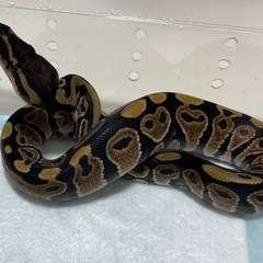 ボールパイソンベビーノーマルとアダルトパステルバナナとノー…