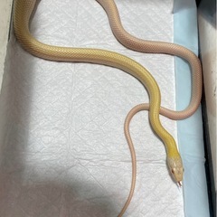 ボールパイソンベビーノーマルとアダルトパステルバナナとノーマルヘテロアルビノパイ、アオダイショウ、コーンスネーク - ペット