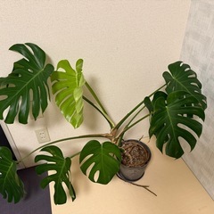 モンステラ