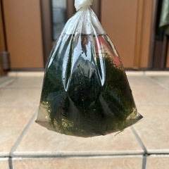 ウィローモス①

