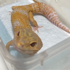 レオパ　ヒョウモントカゲモドキ　トレンパーアルビノとレッド…