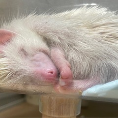 ハリネズミベビー生まれてます - 久喜市