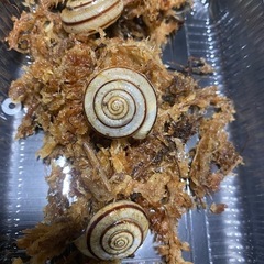 ヒメマイマイ　3匹