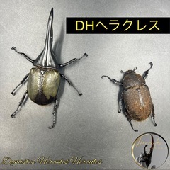 【ペア】DHヘラクレス♂116mm♀65mm/ ※送料事前連絡に...