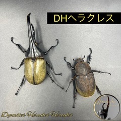 【ペア】DHヘラクレス♂117mm♀66mm/※送料事前連絡にて...
