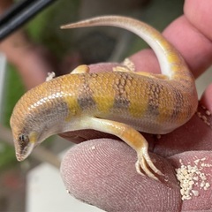 サンドフィッシュスキンク