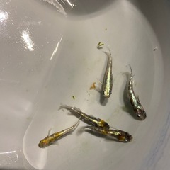 メダカ　花魁　オス2メス3